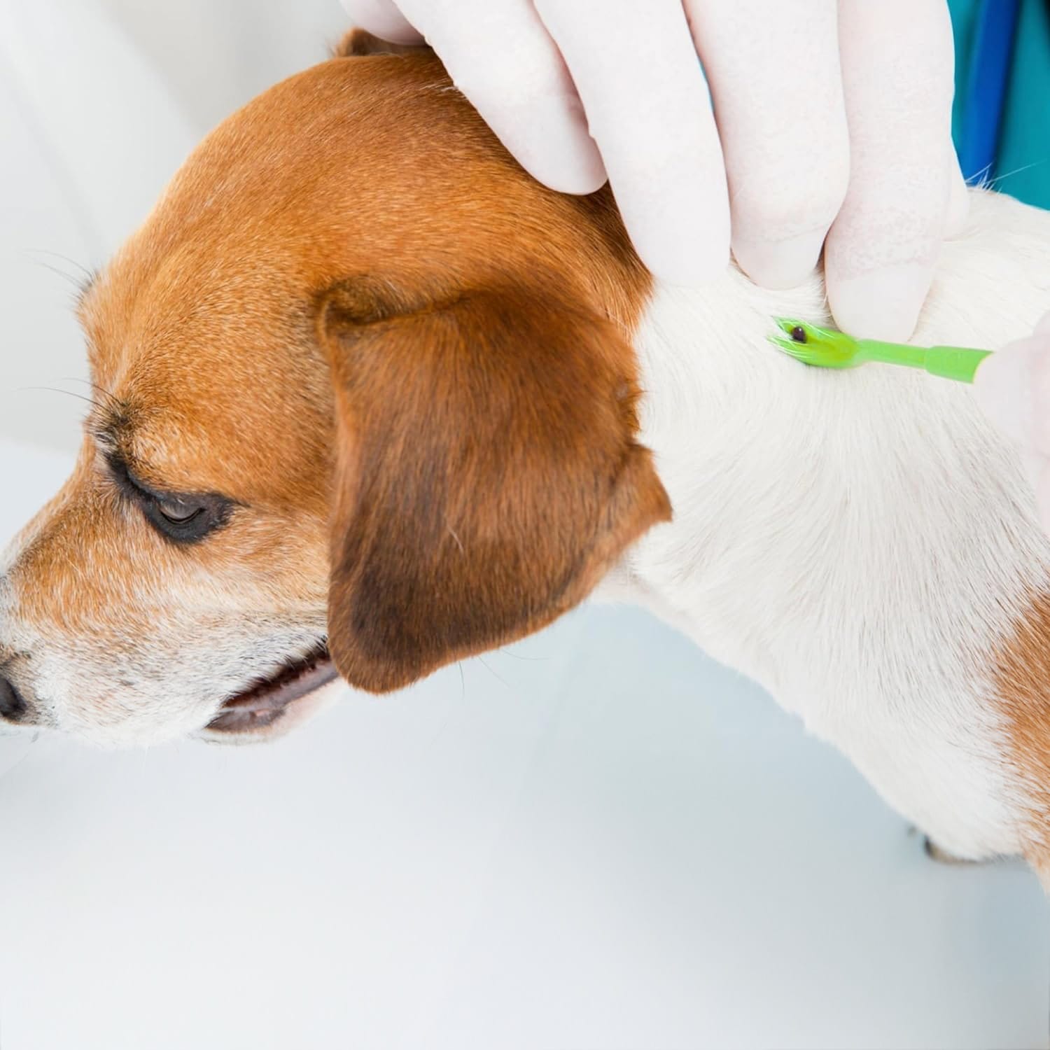 Haczyki do Wyciągania Kleszczy Pęseta Urządzenie Wyciągające Kleszcze 4 Haczyki do Wyciągania Kleszczy Pęseta Urządzenie Wyciągające Kleszcze - obrazek 4